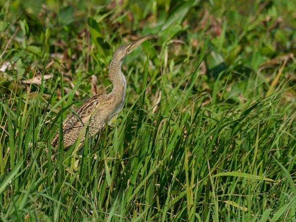 <h3><a href="/trips/costa-rica/biota/animalia/chordata/aves/015 pelecaniformes/002 ardeidae/botaurus pinnatus/botaurus pinnatus-nl.html">Botaurus&nbsp;pinnatus</a> / Pinnated&nbsp;bittern / Zuid‑amerikaanse&nbsp;roerdomp</h3>OM-1 Mark II met M.300mm F4.0 + MC-14, 1/2000 sec  bij F5.6, ISO 800, afstand 46.8&nbsp;m